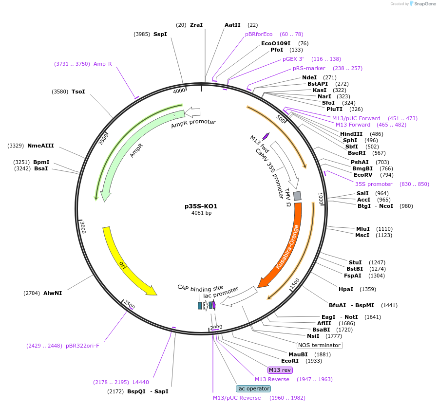 182722-plasmid-map-sequence-id-361300