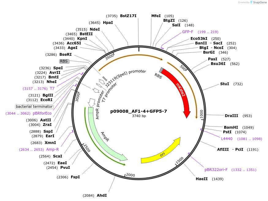 173715-plasmid-map-sequence-id-361303