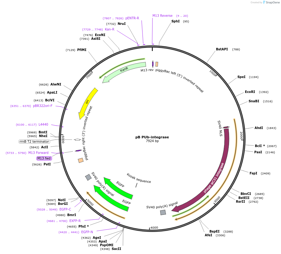 183966-plasmid-map-sequence-id-361316
