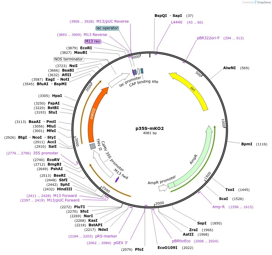 182724-plasmid-map-sequence-id-361317