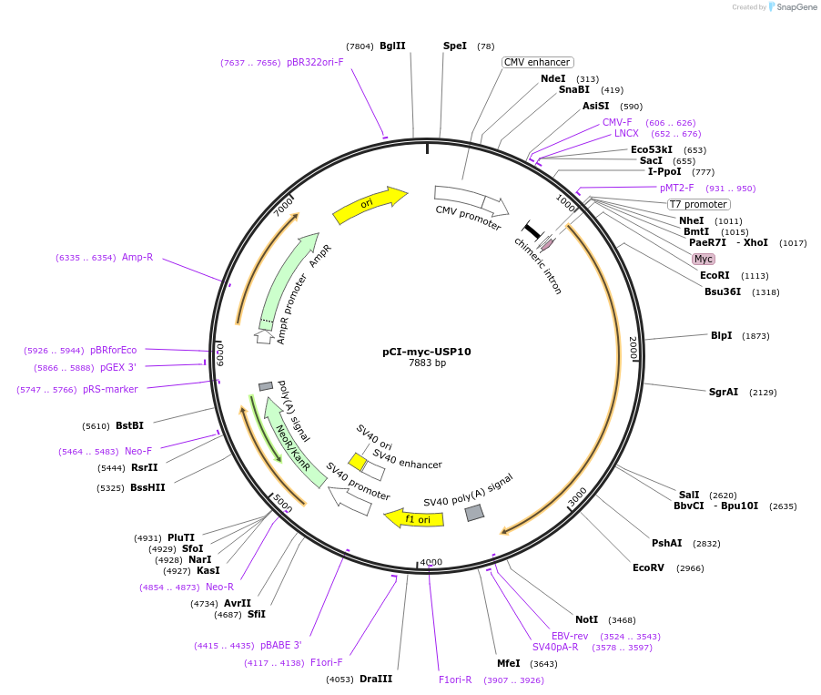 184034-plasmid-map-sequence-id-361319