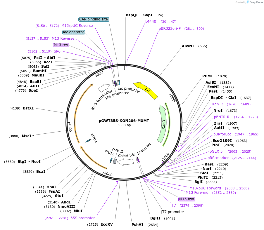 182729-plasmid-map-sequence-id-361329