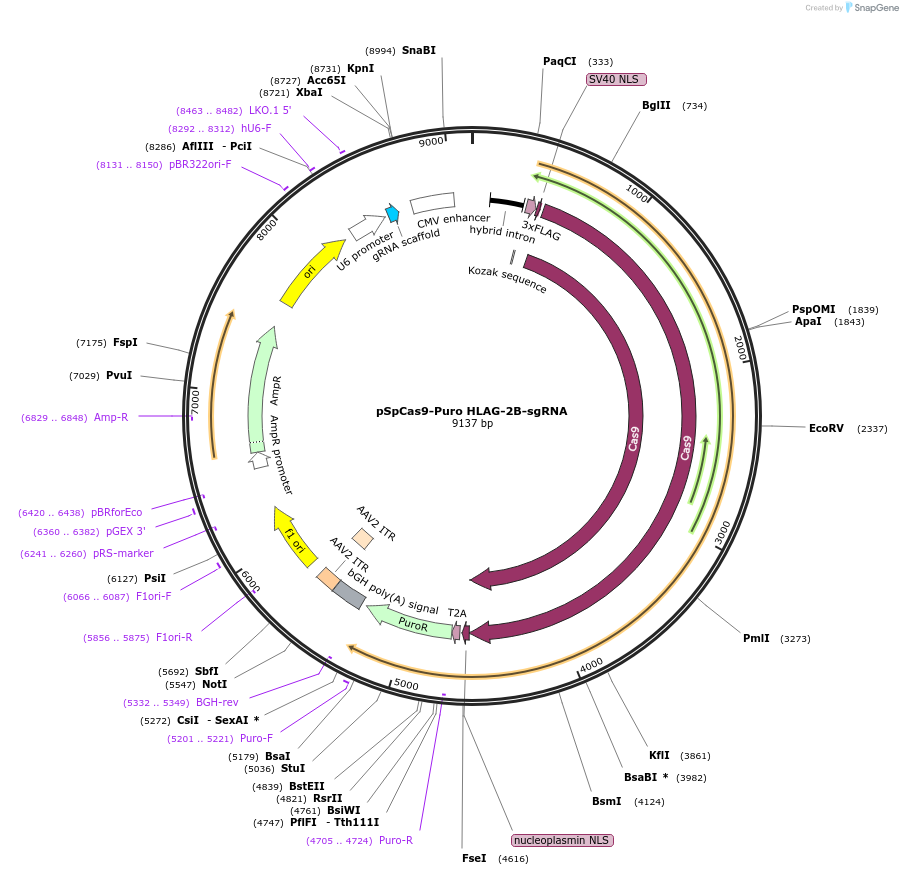 182552-plasmid-map-sequence-id-361331