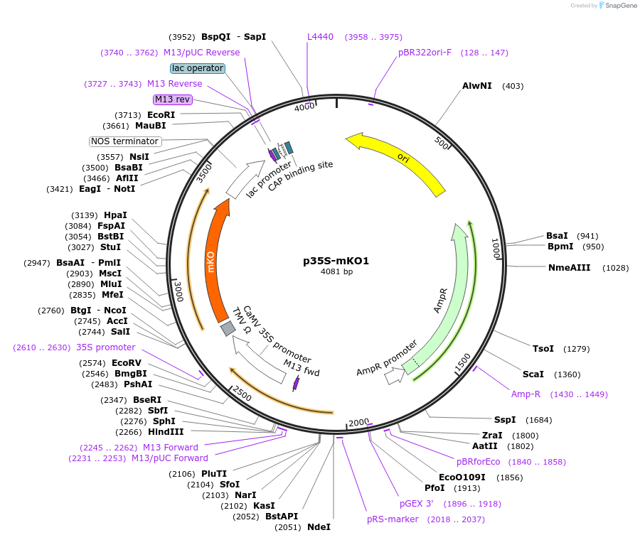 182723-plasmid-map-sequence-id-361345