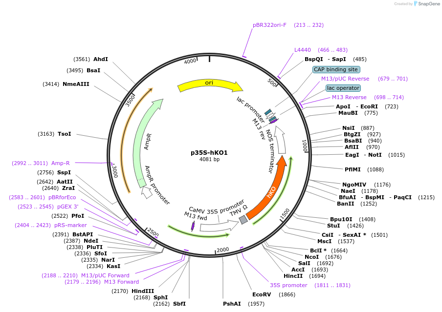 182731-plasmid-map-sequence-id-361365