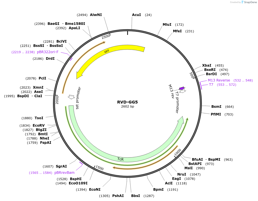 173360-plasmid-map-sequence-id-361367
