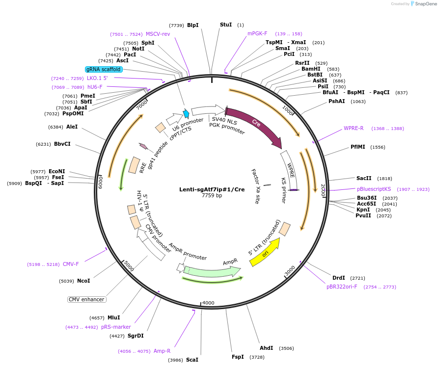 173577-plasmid-map-sequence-id-361371
