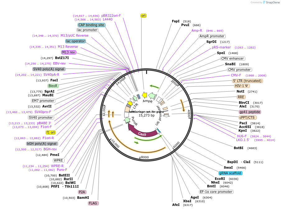 173428-plasmid-map-sequence-id-361387