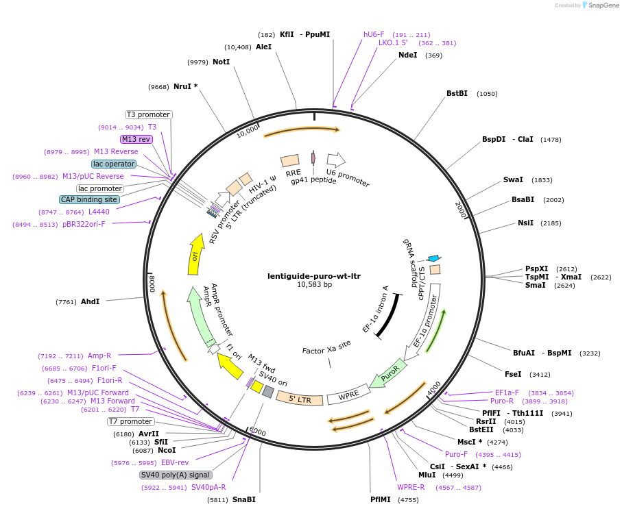 182635-plasmid-map-sequence-id-361388