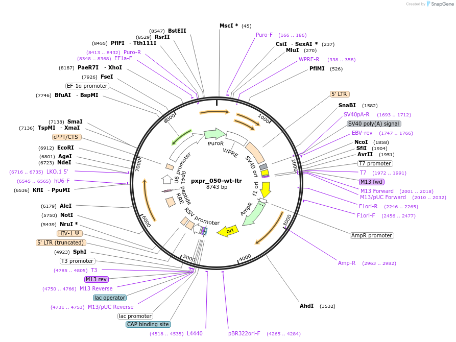182646-plasmid-map-sequence-id-361389