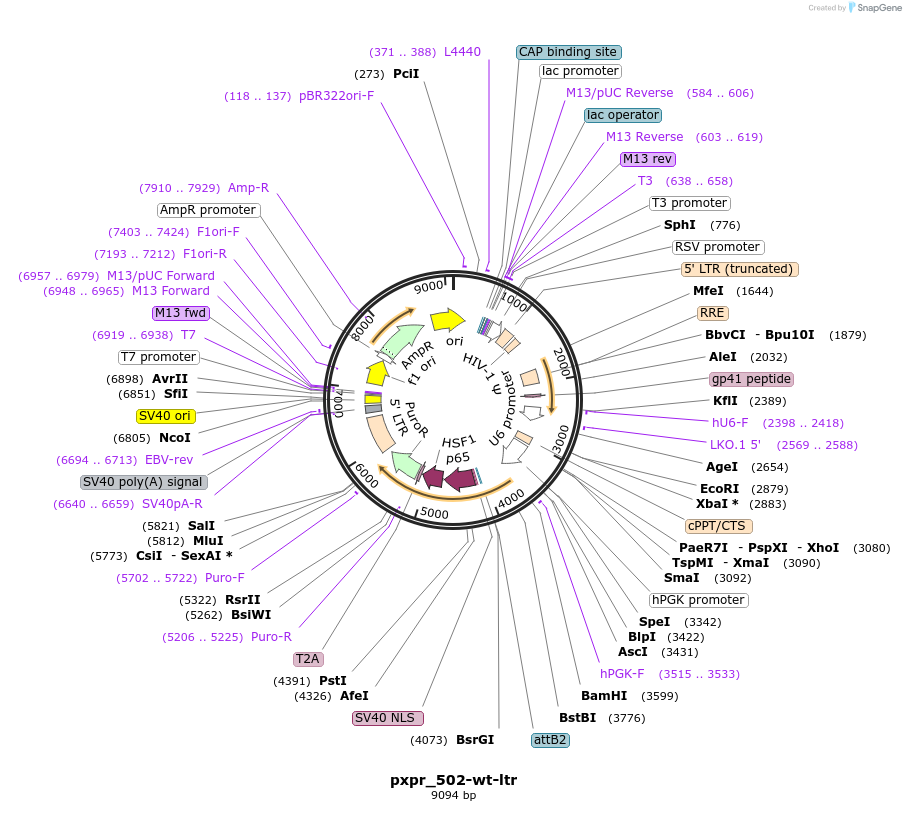 182647-plasmid-map-sequence-id-361390