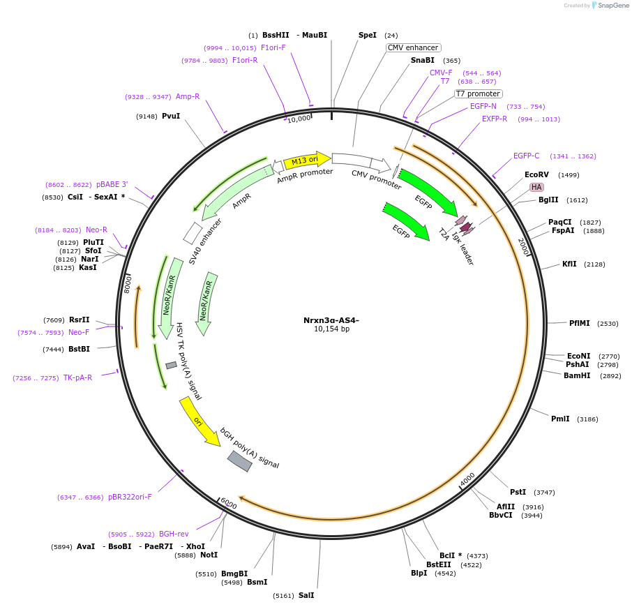 184332-plasmid-map-sequence-id-361409