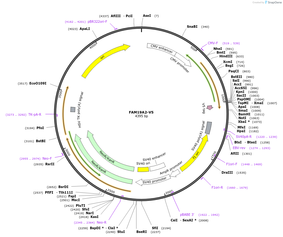 184338-plasmid-map-sequence-id-361410