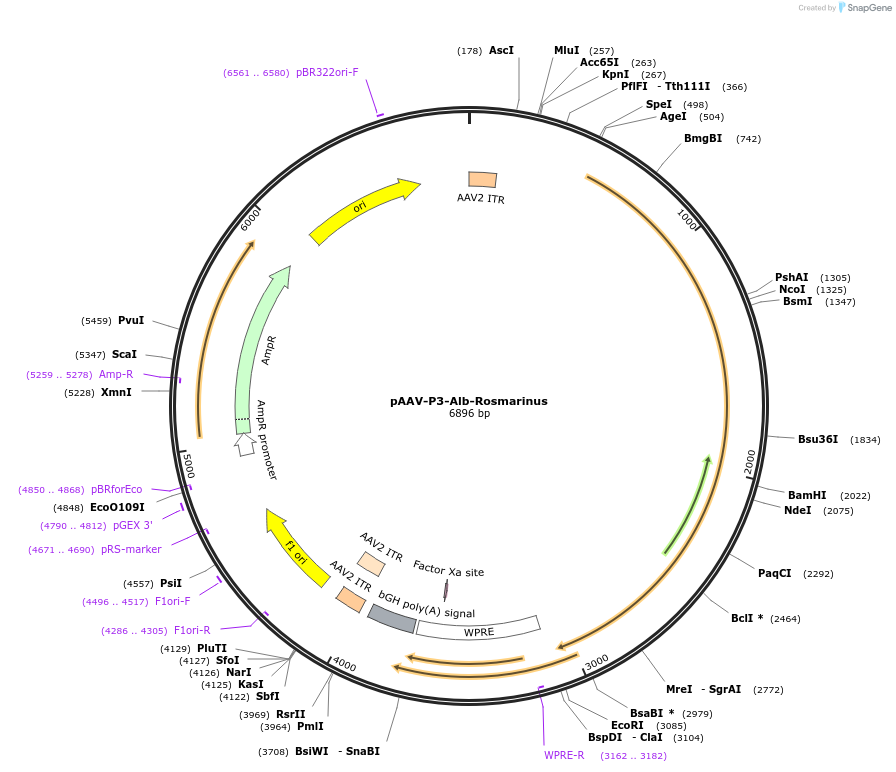 183462-plasmid-map-sequence-id-361417