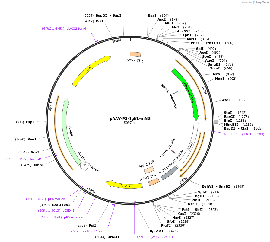 183465-plasmid-map-sequence-id-361419