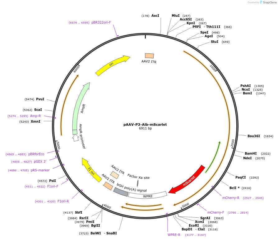 183461-plasmid-map-sequence-id-361420