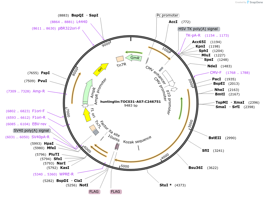 183984-plasmid-map-sequence-id-361421