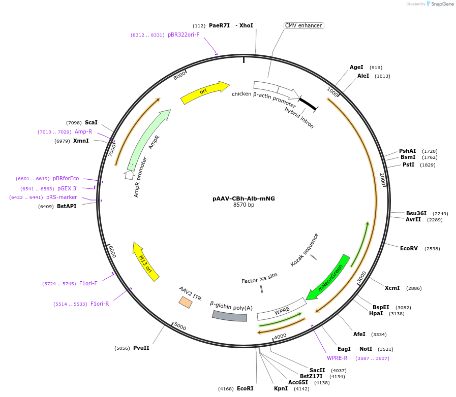 183466-plasmid-map-sequence-id-361424