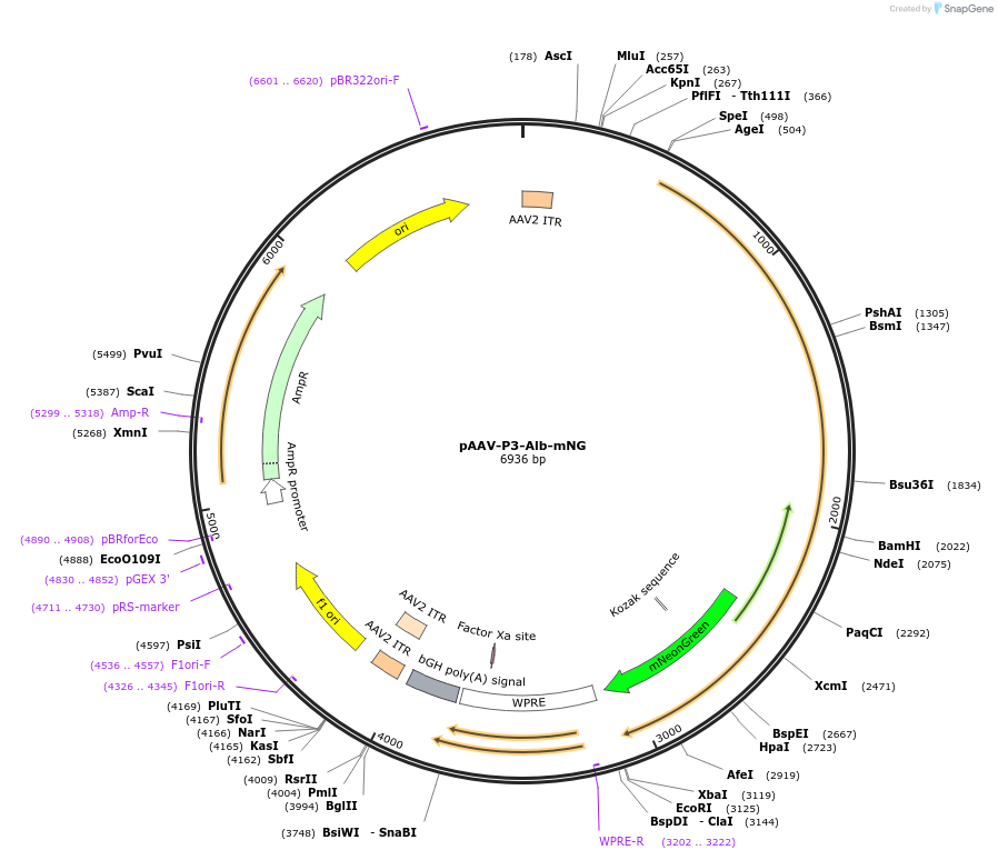 183460-plasmid-map-sequence-id-361425