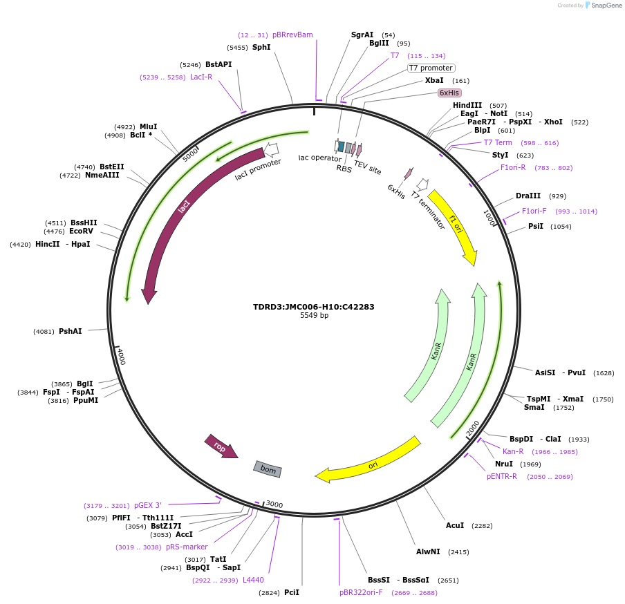183981-plasmid-map-sequence-id-361433