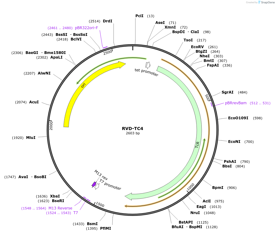 173395-plasmid-map-sequence-id-361443