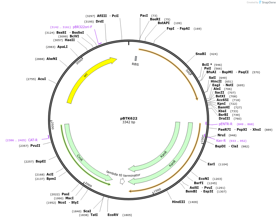 180592-plasmid-map-sequence-id-361448