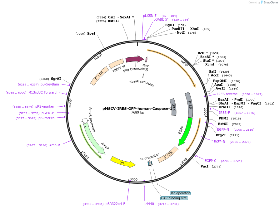 183359-plasmid-map-sequence-id-361452