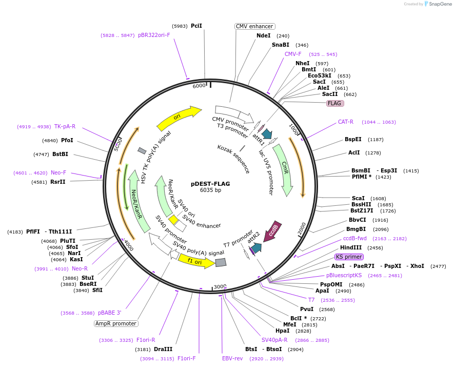 183511-plasmid-map-sequence-id-361454