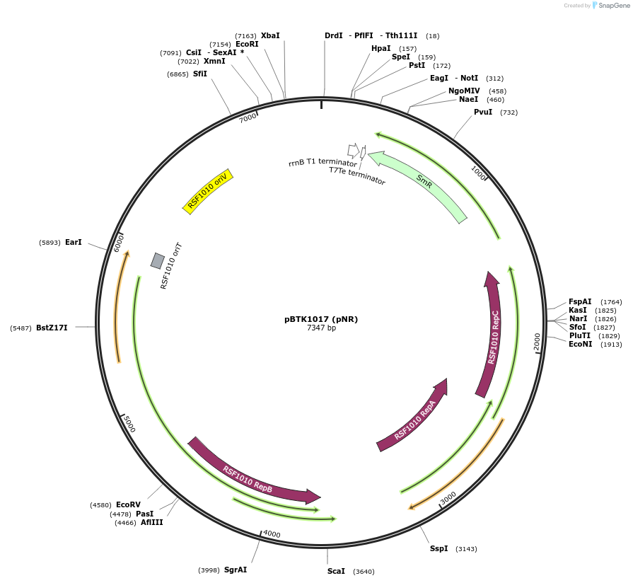 183131-plasmid-map-sequence-id-361458