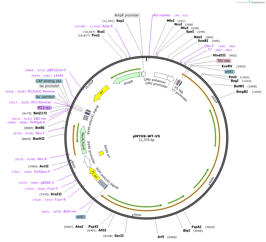 183512-plasmid-map-sequence-id-361459