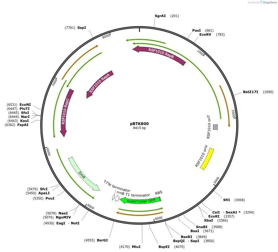 179209-plasmid-map-sequence-id-361465