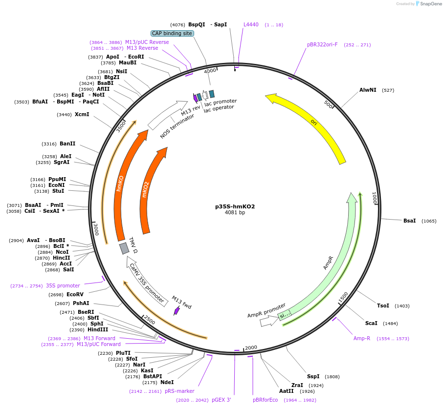 182733-plasmid-map-sequence-id-361474