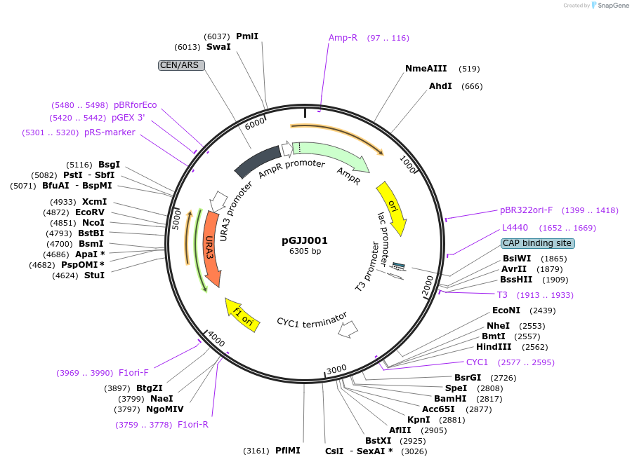 183619-plasmid-map-sequence-id-361476