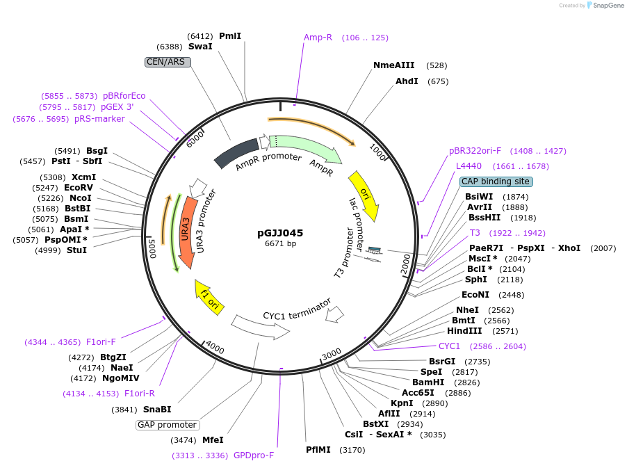 183621-plasmid-map-sequence-id-361478