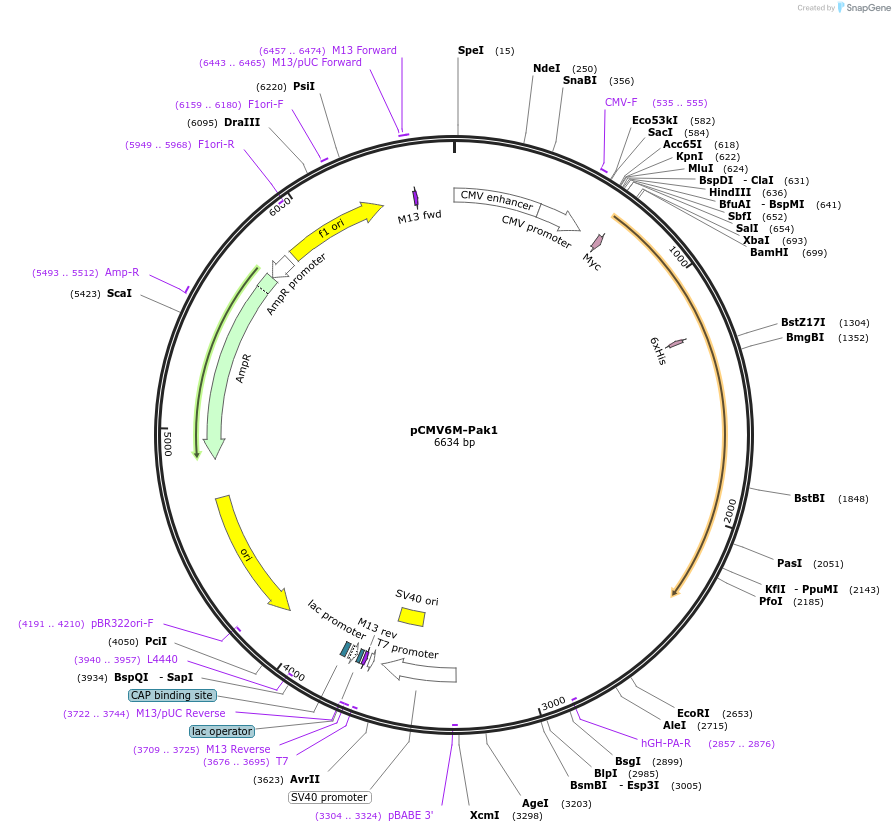 12209-plasmid-map-sequence-id-361481