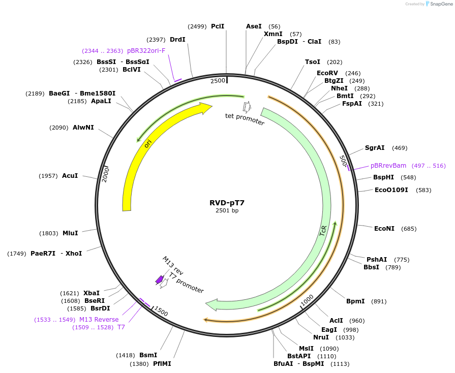 173390-plasmid-map-sequence-id-361493