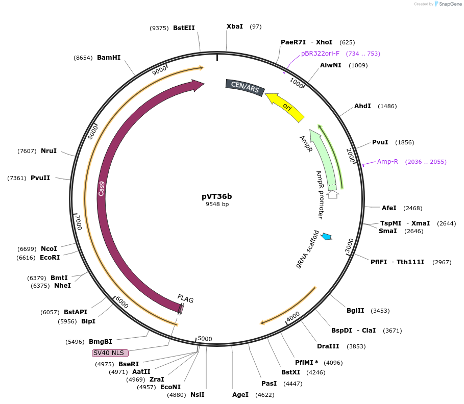 184437-plasmid-map-sequence-id-361501