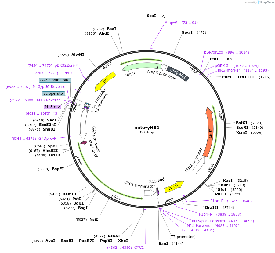 159153-plasmid-map-sequence-id-361502