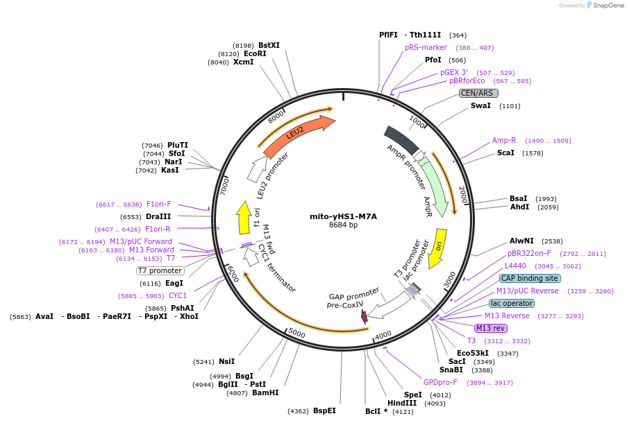 159164-plasmid-map-sequence-id-361504
