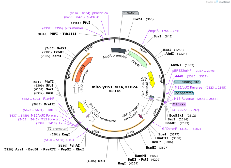 159165-plasmid-map-sequence-id-361505