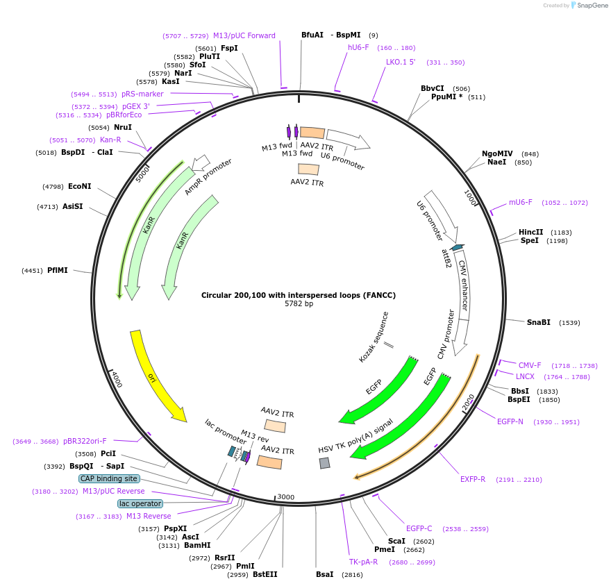 180192-plasmid-map-sequence-id-361526