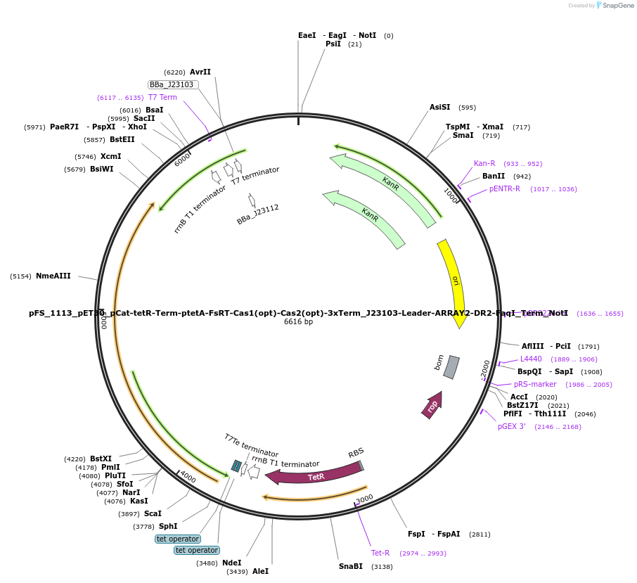 184741-plasmid-map-sequence-id-361527