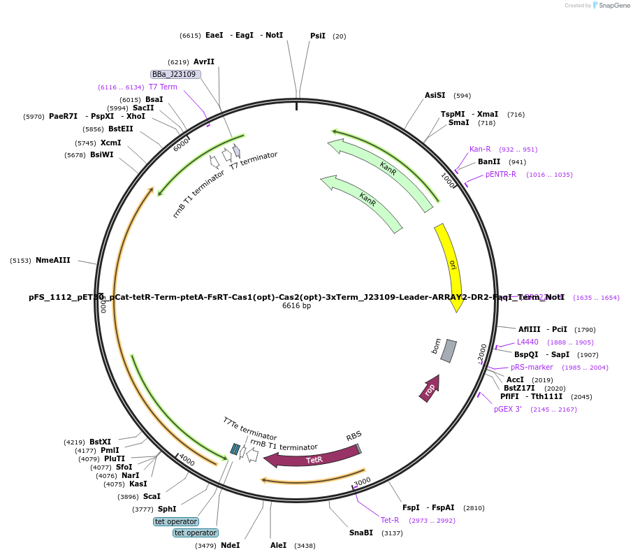 184740-plasmid-map-sequence-id-361528