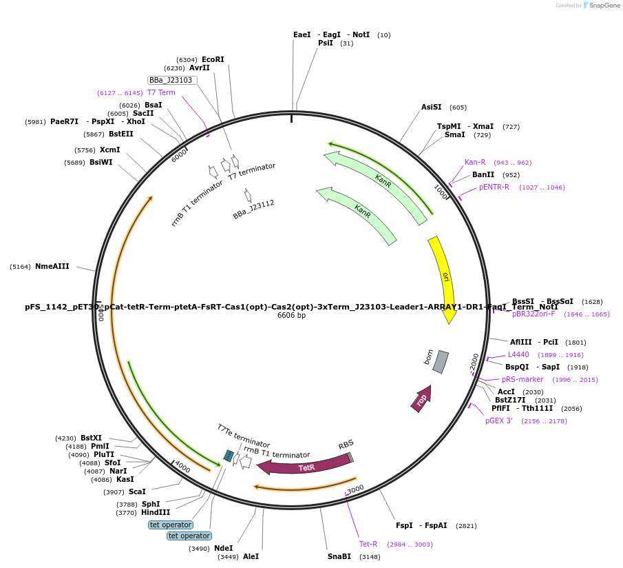 184742-plasmid-map-sequence-id-361529