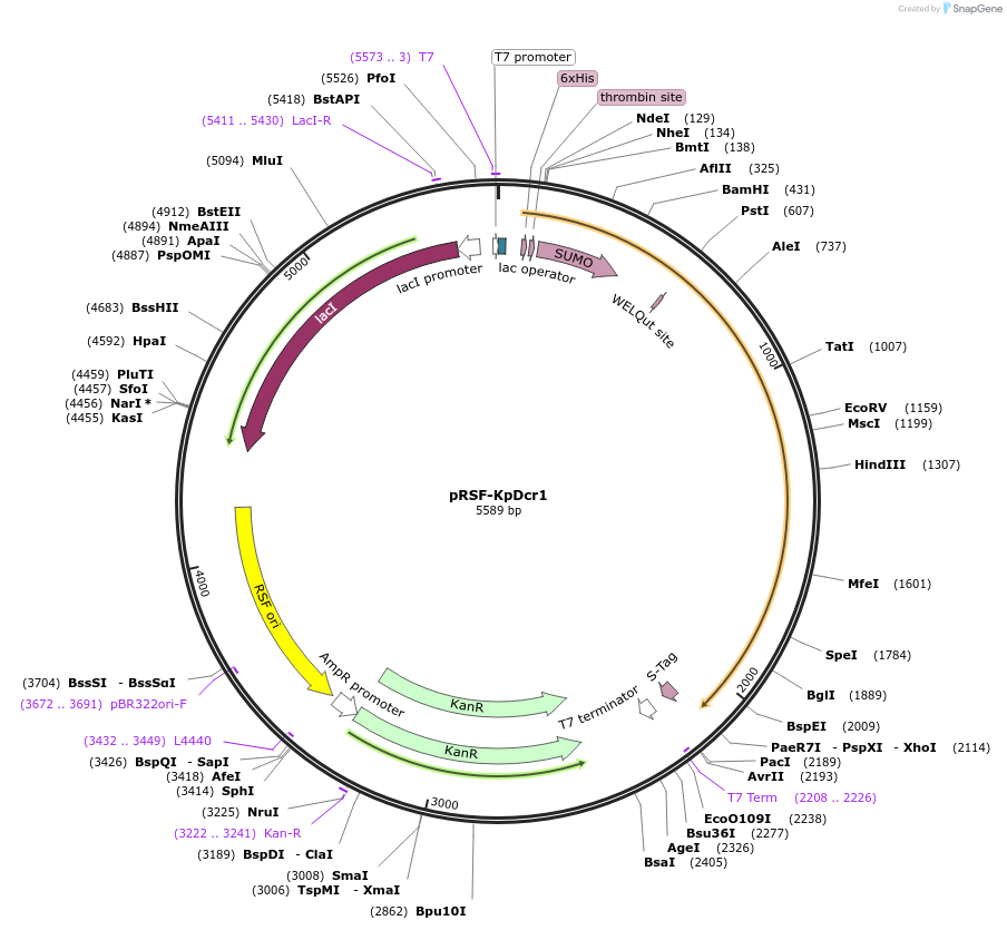 32022-plasmid-map-sequence-id-36153
