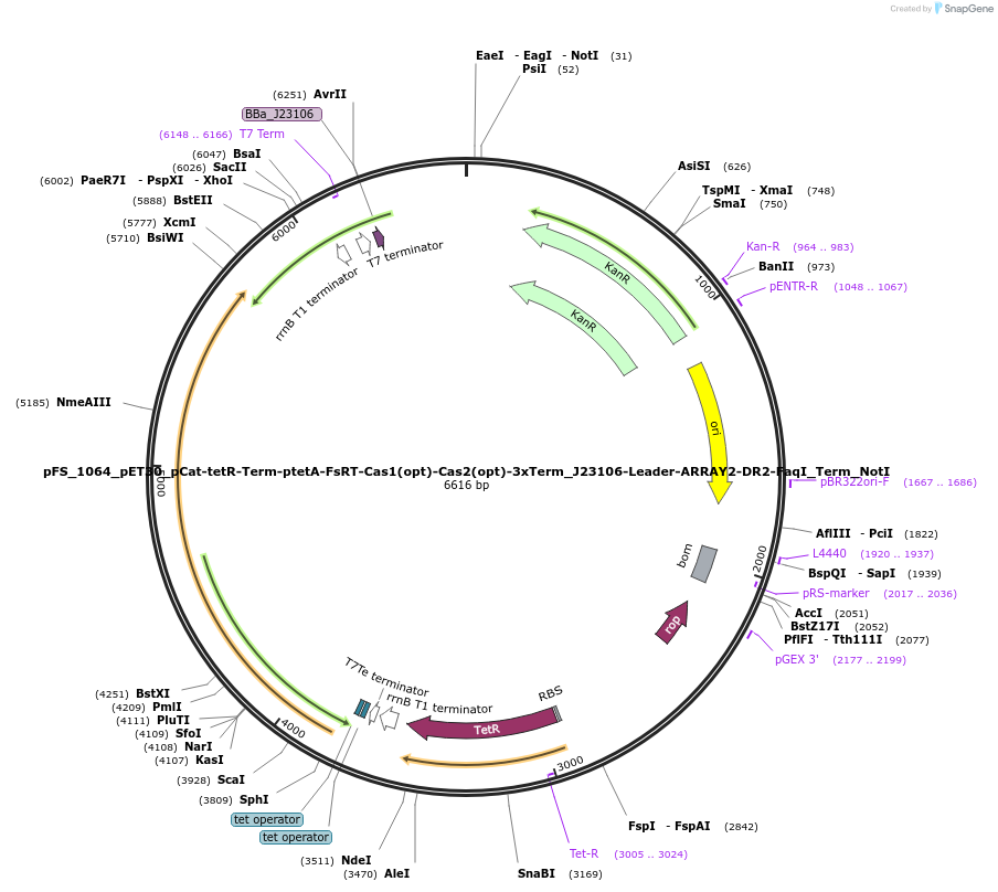 184739-plasmid-map-sequence-id-361530