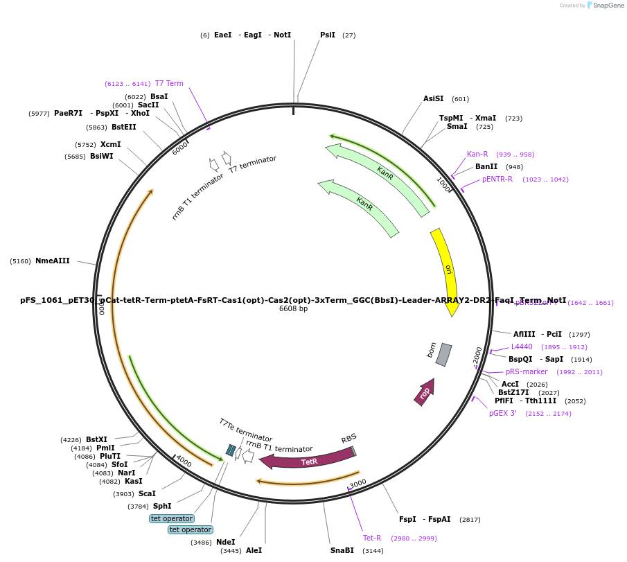 184738-plasmid-map-sequence-id-361531