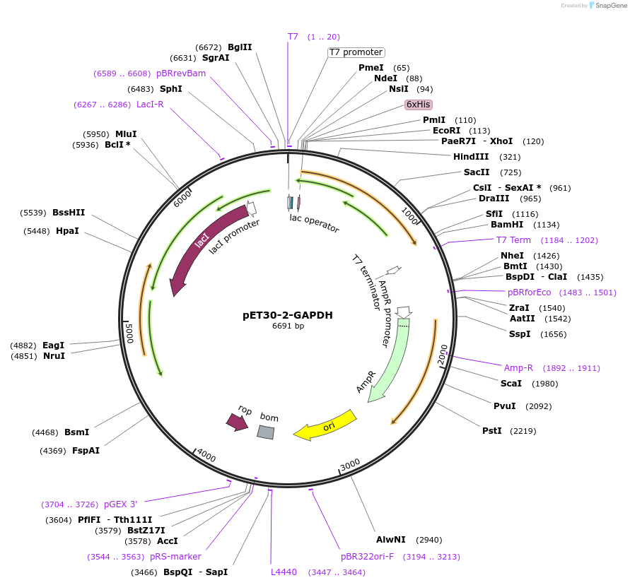 83910-plasmid-map-sequence-id-361533