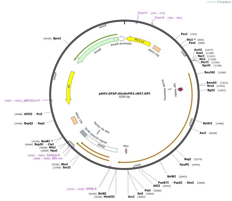 178338-plasmid-map-sequence-id-361534