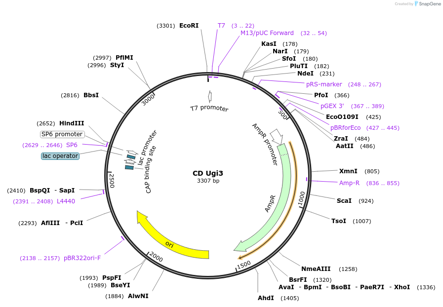 177195-plasmid-map-sequence-id-361535